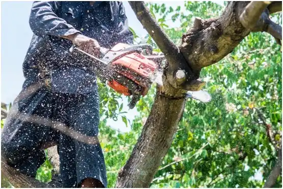 tree services Fairlea